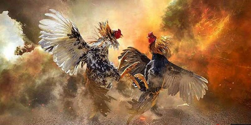 Đá Gà GA28 chinh phục người chơi nhờ trải nghiệm hấp dẫn và uy tín lâu dài.