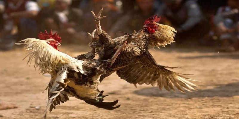 Đá Gà ODIN chinh phục người chơi bằng sức hút kịch tính qua từng trận đấu.
