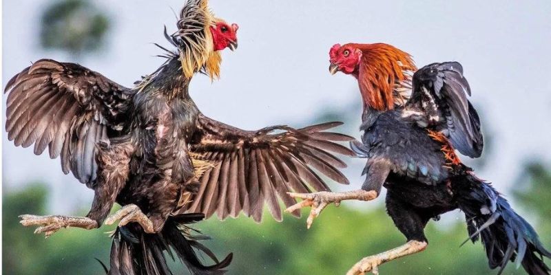 Đá Gà ODIN đa dạng loại cược giúp người chơi dễ dàng nâng cao cơ hội chiến thắng.