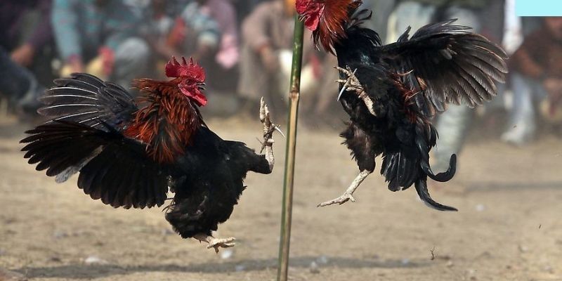 Đá Gà Sodo66 hiệu quả nhờ chiến lược rõ ràng và quản lý vốn thông minh.
