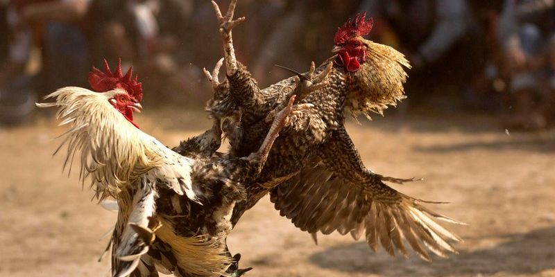 Đá Gà Sodo66 mang đến trải nghiệm cá cược kịch tính và mãn nhãn nhất hiện nay.