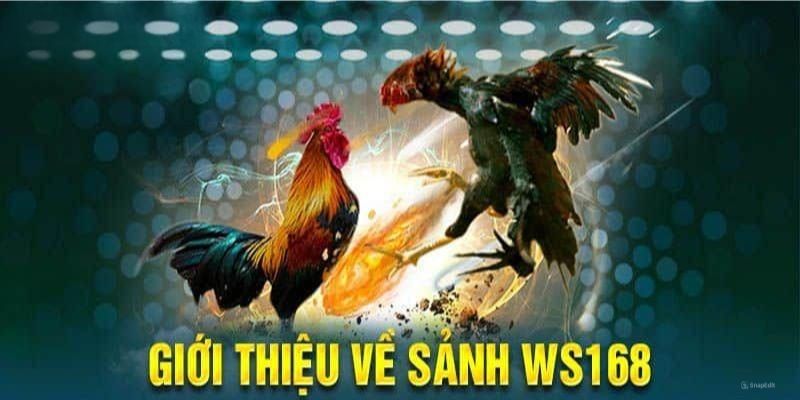 Đá Gà GA28 mang đến những trận chiến gà đỉnh cao mỗi ngày.